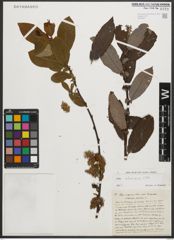 Foto von Salix silesiaca Willd.